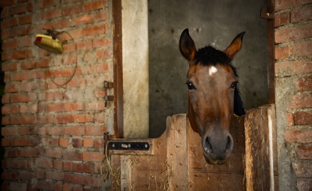 cavallo scuderia a sumirago